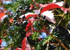  DSC8566 00001