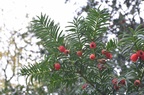  DSC8599 00001